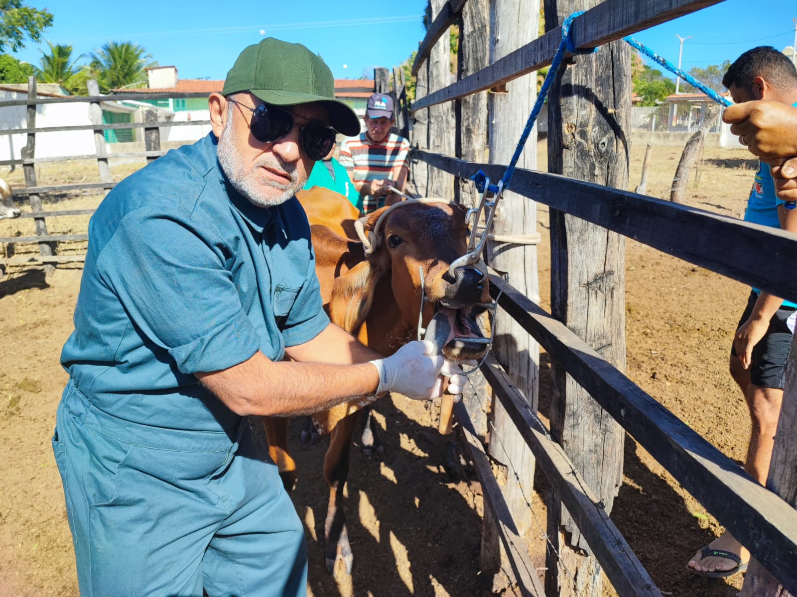 Auditor da Adagri analise saúde de animal 