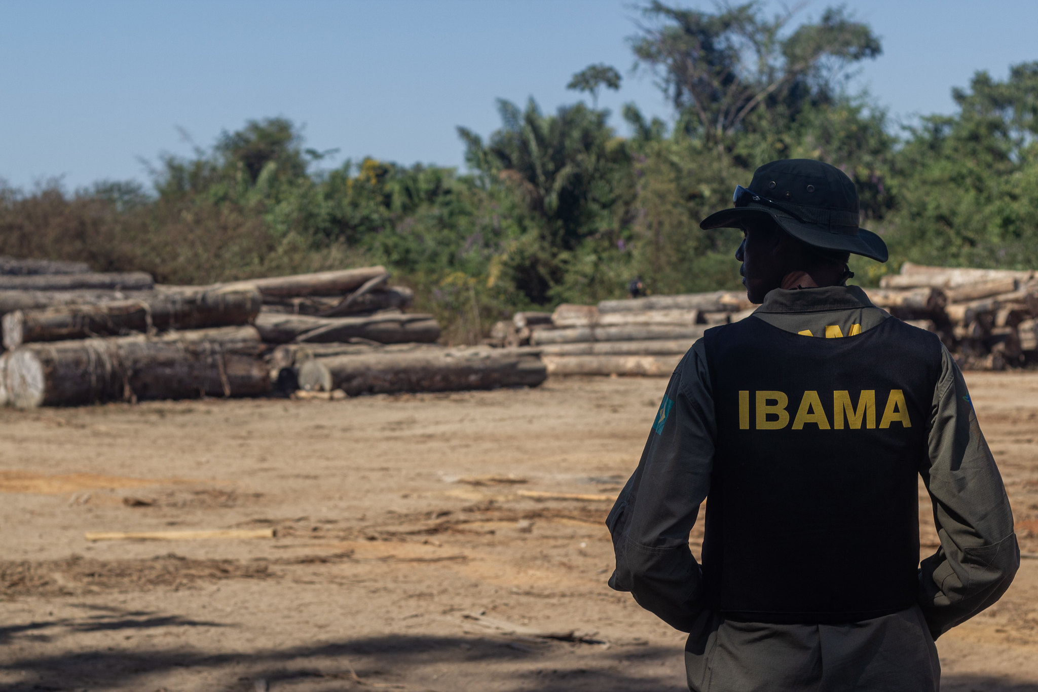 Agente do Ibama olhando toras de madeira cortadas